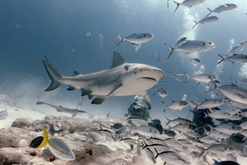 Buceo con Tiburones en Playa del Carmen, Cancun