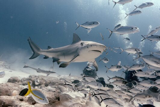 Buceo con Tiburones en Playa del Carmen, Cancun