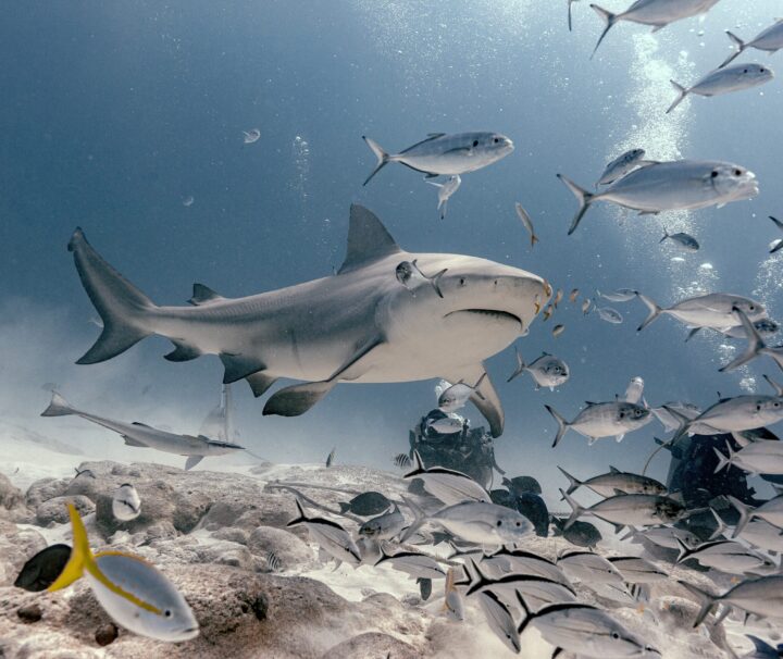 Buceo con Tiburones en Playa del Carmen, Cancun