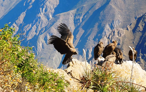 tour cañón del colca 2 días 1 noche