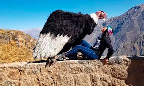 Cañon del Colca 2D-1N desde Arequipa, Perú