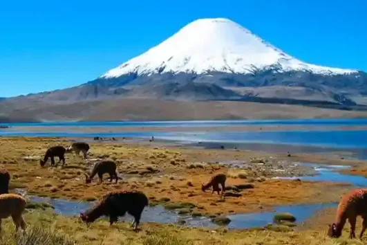 Tour Reserva Nacional de Aaguada Blanca y Laguna Salinas desde Arequipa