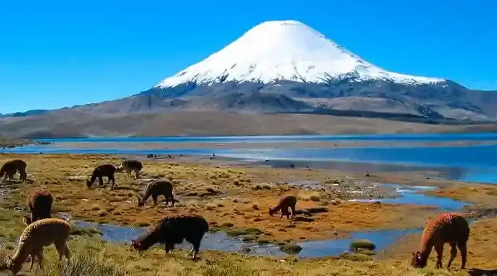 Tour Reserva Nacional de Aaguada Blanca y Laguna Salinas desde Arequipa