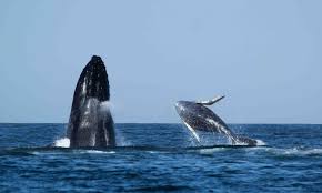 טיול לצפייה בלווייתנים בפונטה סאל טומבס - פרו