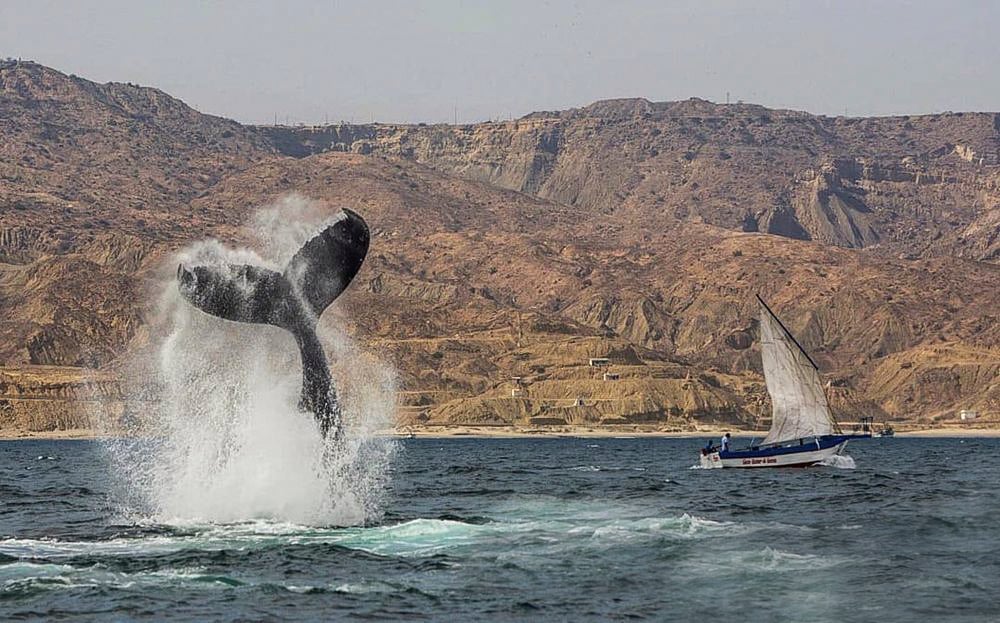 טיול לצפייה בלווייתנים בפונטה סאל טומבס - פרו