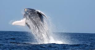 טיול לצפייה בלווייתנים בפונטה סאל טומבס - פרו