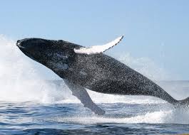 טיול לצפייה בלווייתנים בפונטה סאל טומבס - פרו