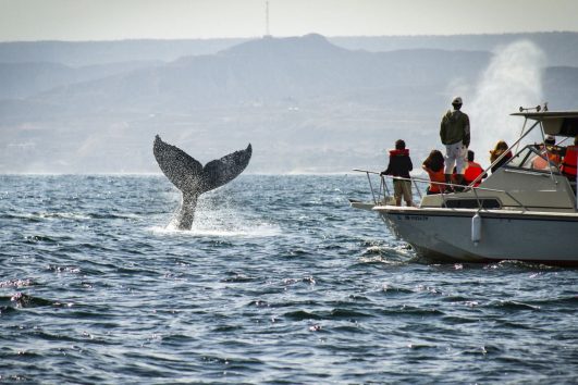 Tour de Observação de Baleias em Punta Sal, Tumbes - Peru