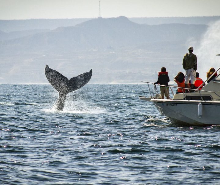 טיול לצפייה בלווייתנים בפונטה סאל טומבס - פרו