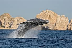 טיול לצפייה בלווייתנים בפונטה סאל טומבס - פרו