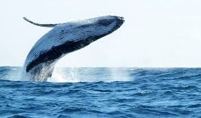 טיול לצפייה בלווייתנים בפונטה סאל טומבס - פרו